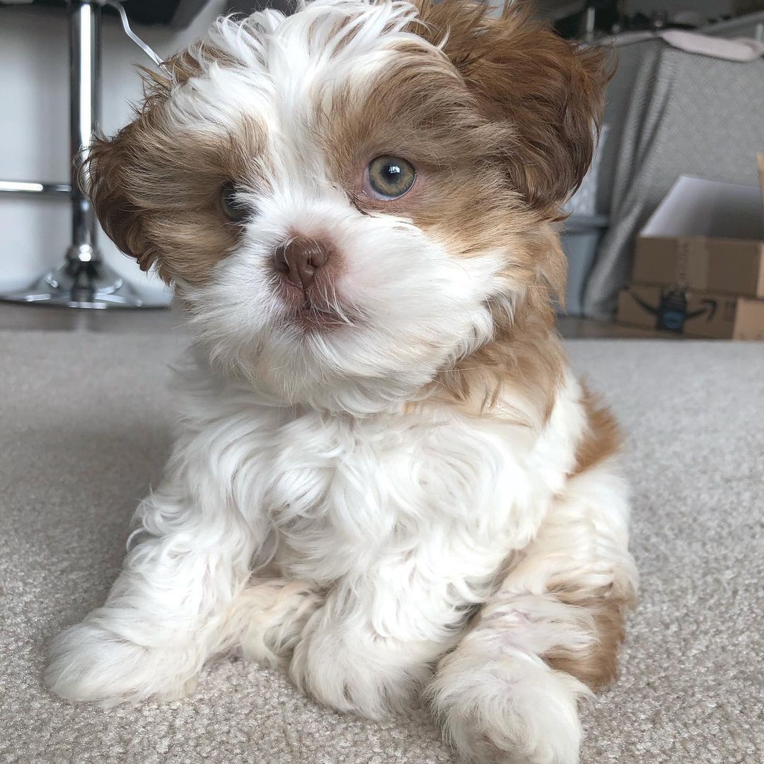  Theresa, 11-week-old male Shih Tzus puppy